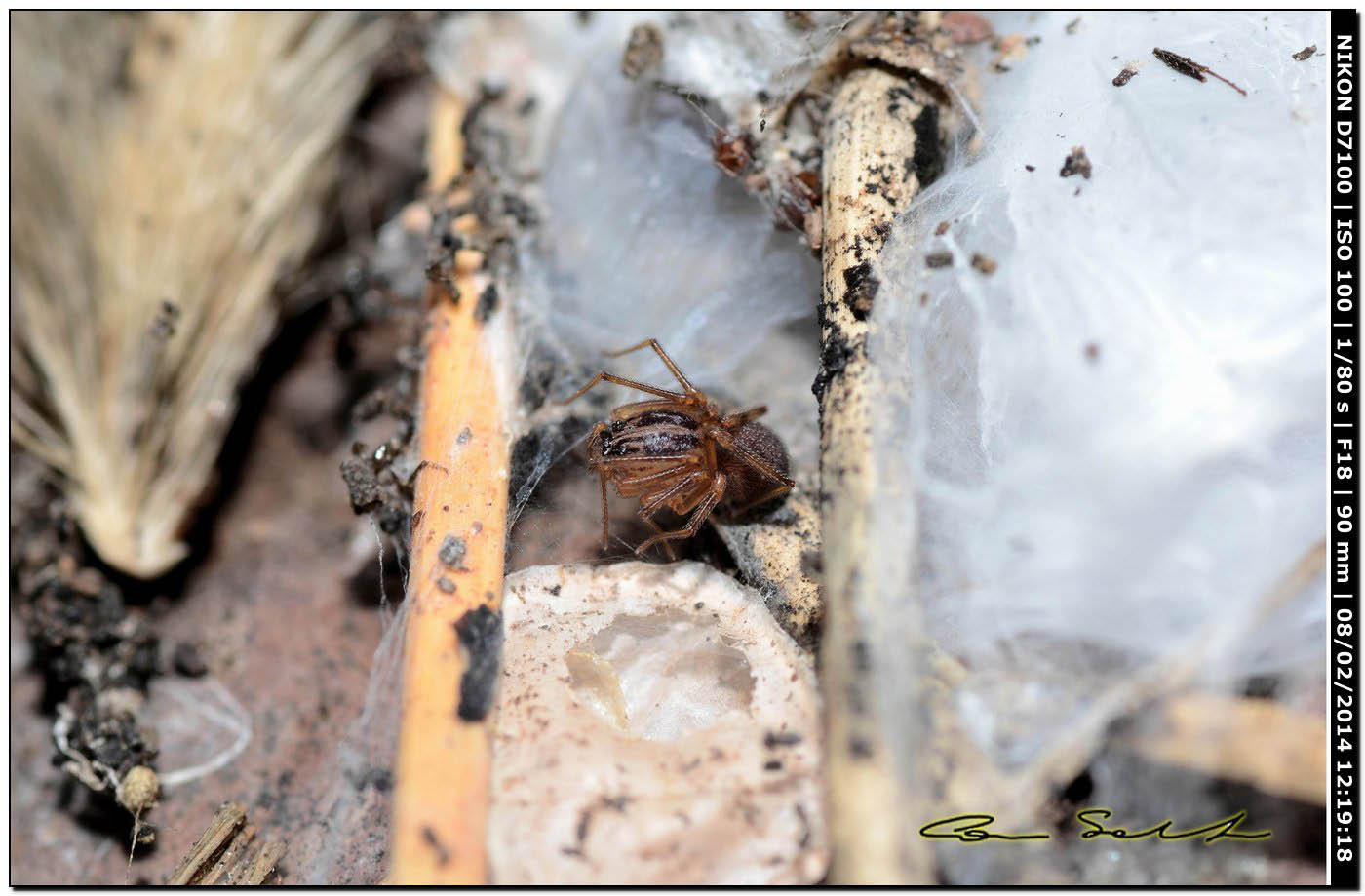 Scytodes velutina - Alghero (SS)